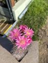 Neoporteria subgibbosa